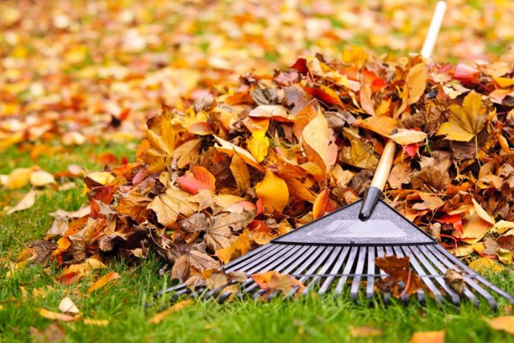How Long Do Fall Leaves Last in North Texas?