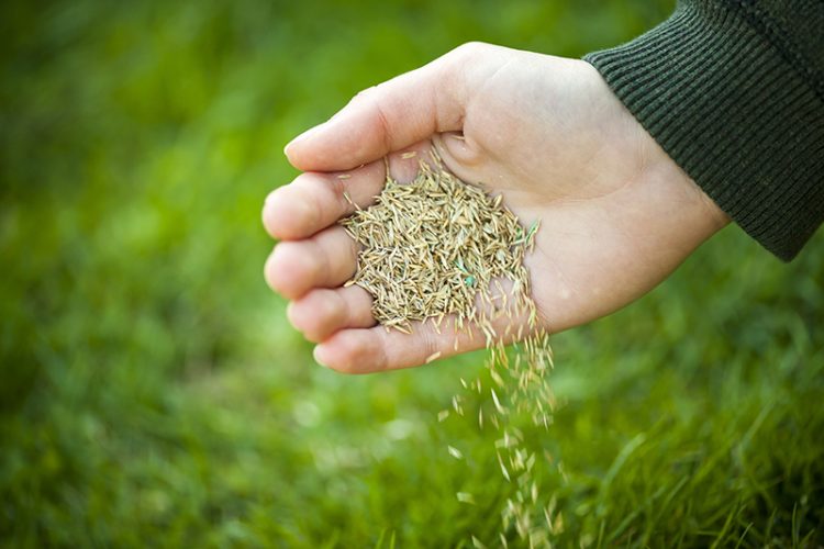 Will Overseeding Kill Weeds? Improve Turf Density Naturally