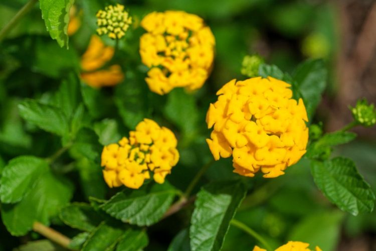 Year Round Blooming Garden: Create an All-Season Garden