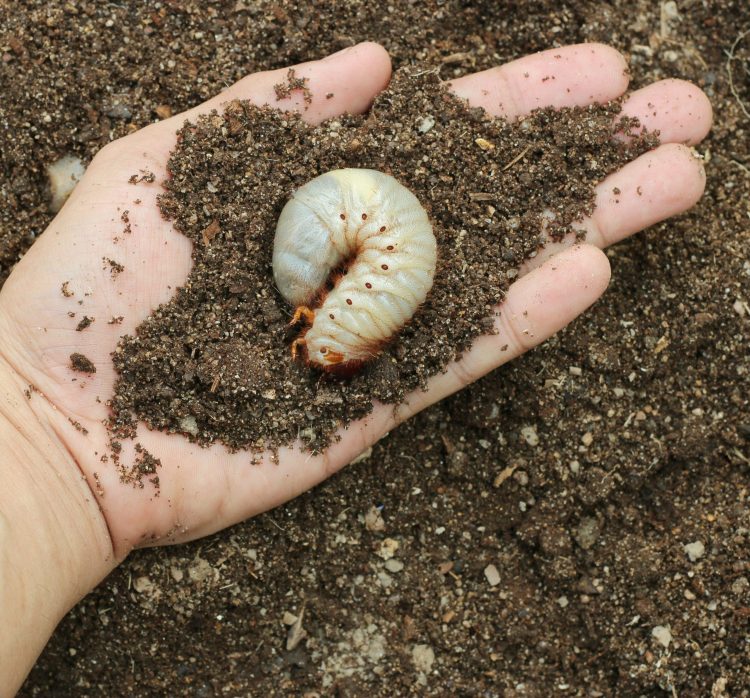 How to Get Bugs Out of Grass: Safe Strategies for Success