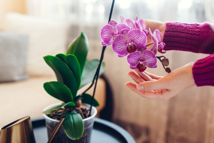 What to Do When Flowers Fall Off Orchid Plant