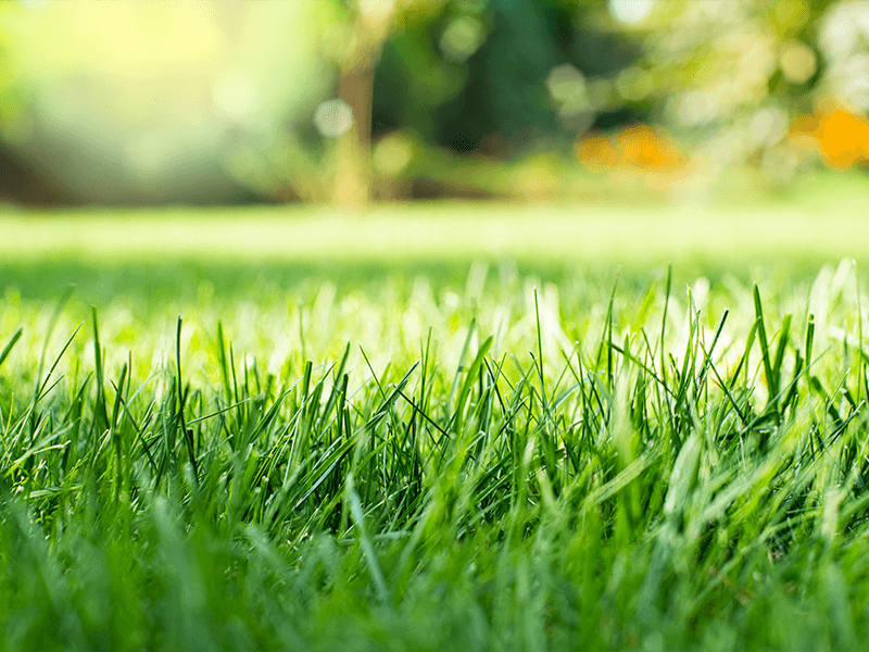 Should I Fertilize My Lawn in the Fall in North Texas?