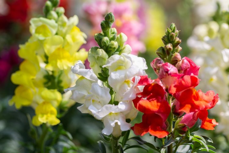 Top 18 Rabbit-Resistant Flowering Plants