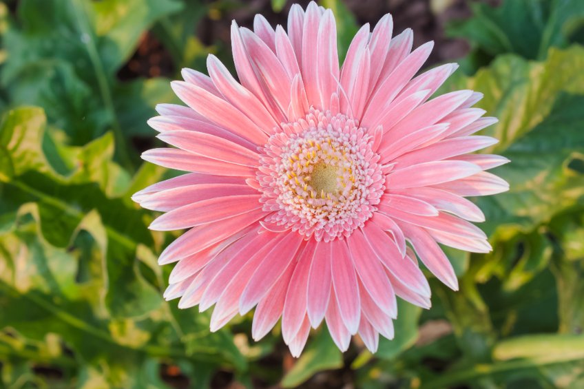 What month do flowers start to bloom?