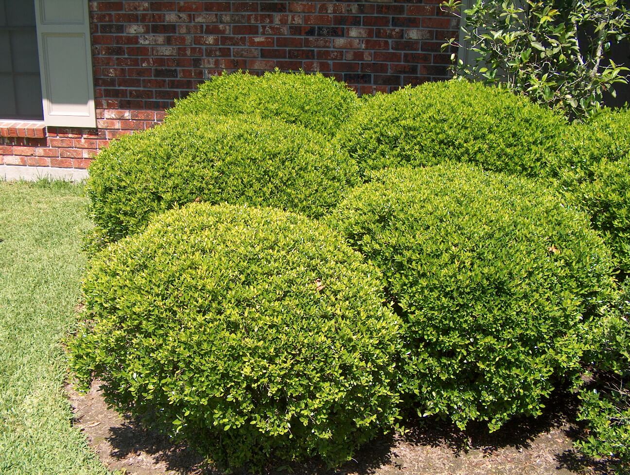 Winter Plants for North Texas- A Guide for 2023