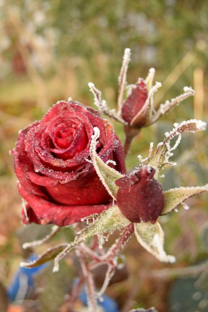 Best Winter Mulch for Roses for Protection & to Retain Moisture