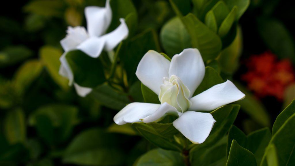 Caring for Gardenias in Winter