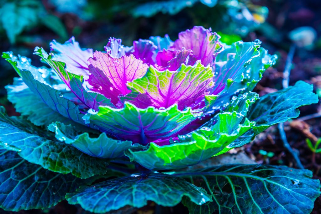 What Plants Will Survive Winter in a Container?