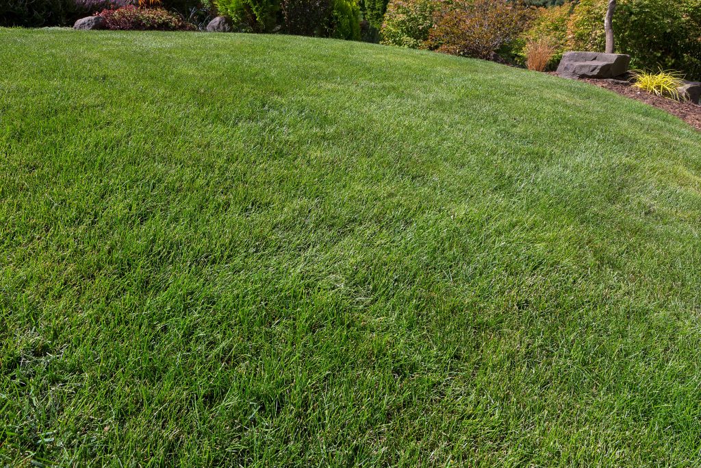 From Dormant to Vibrant: Choose the Best Spring Lawn Fertilizer