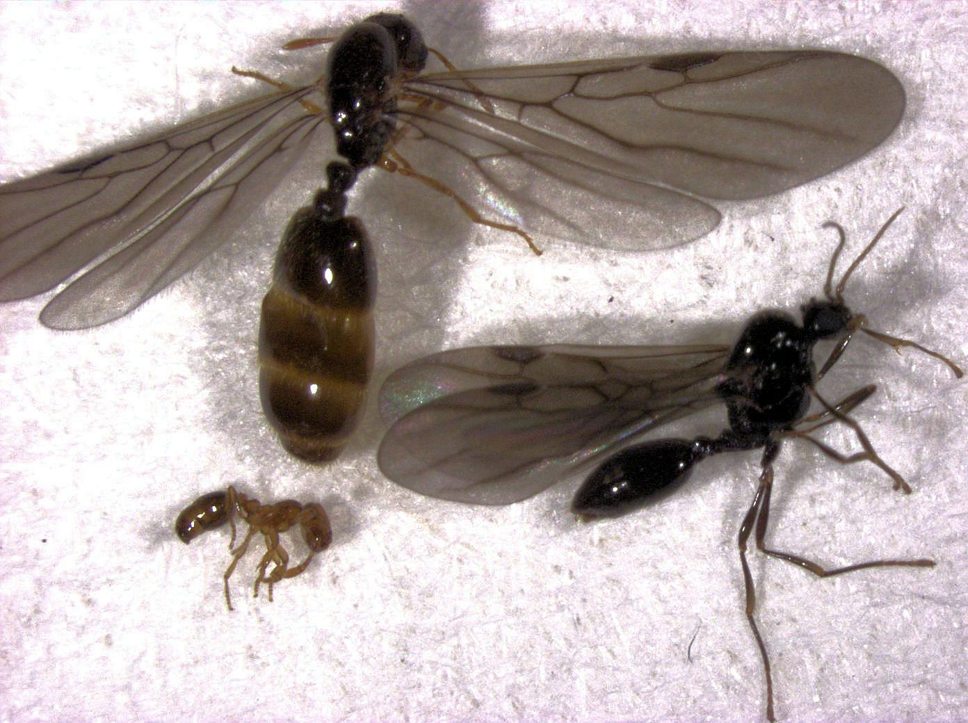 What Kills Fire Ants Immediately-Control and Prevention