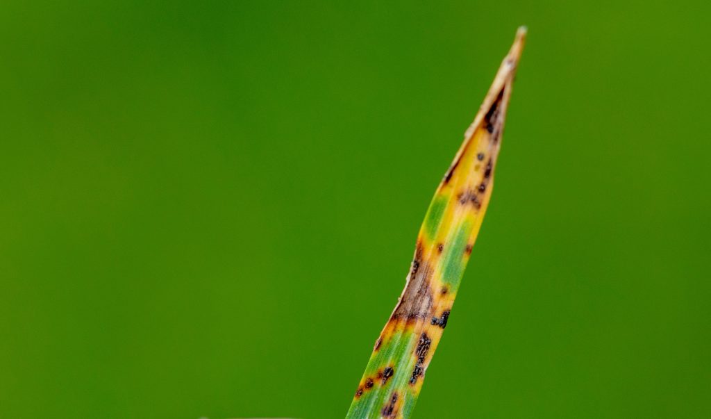 How to Treat Leaf Spot Disease on Lawn