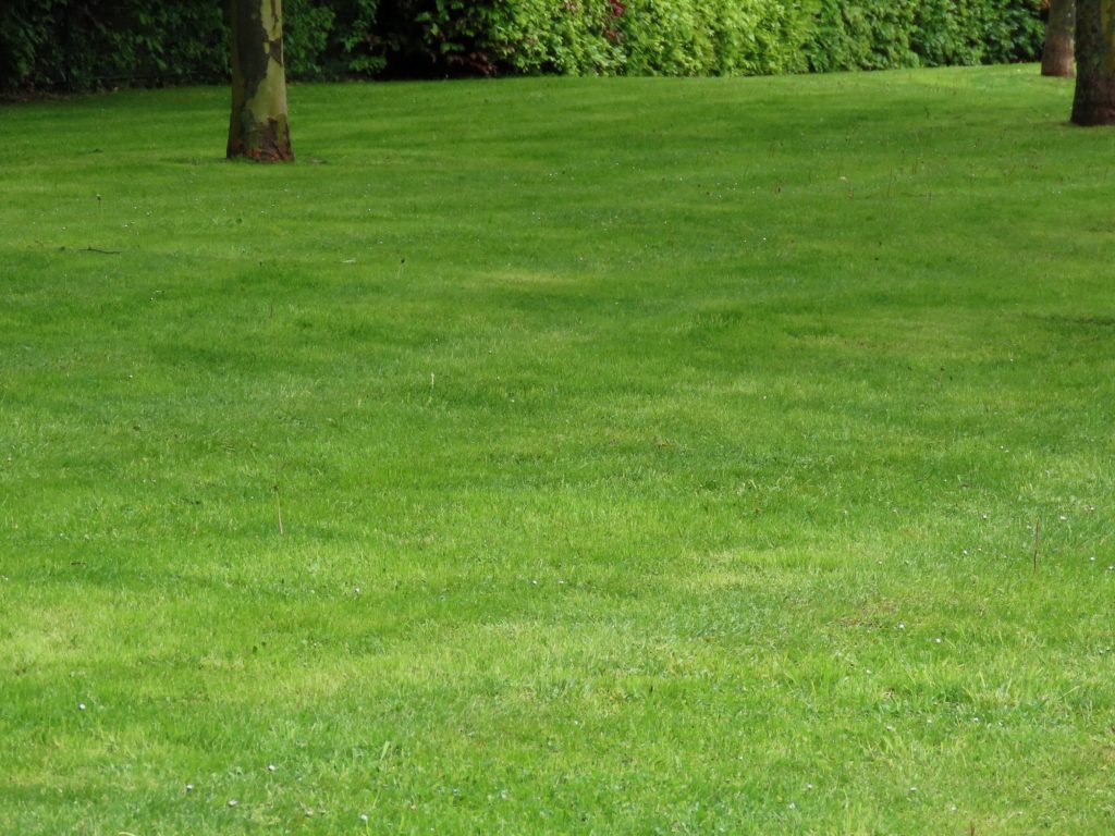 Grapevine Weed Control | Weed Free Lawn