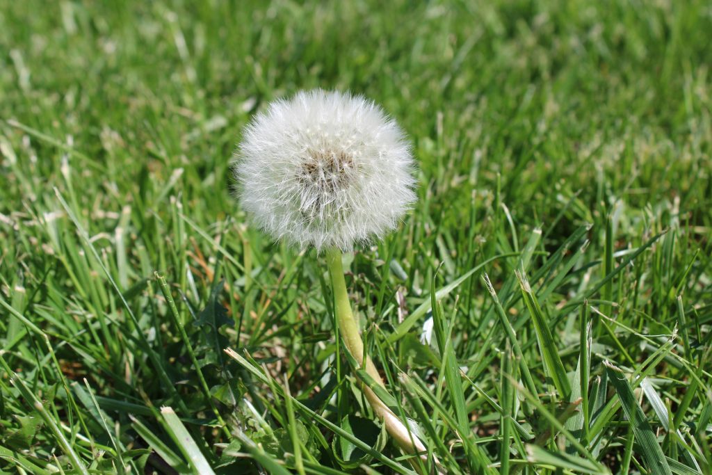 Should You Spray Weeds Before or After Mowing | Lawn Advice