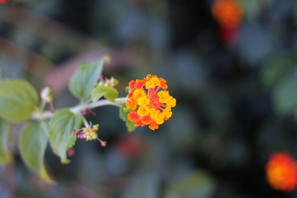Full Sun-Loving Flowers that Thrive in Texas Heat