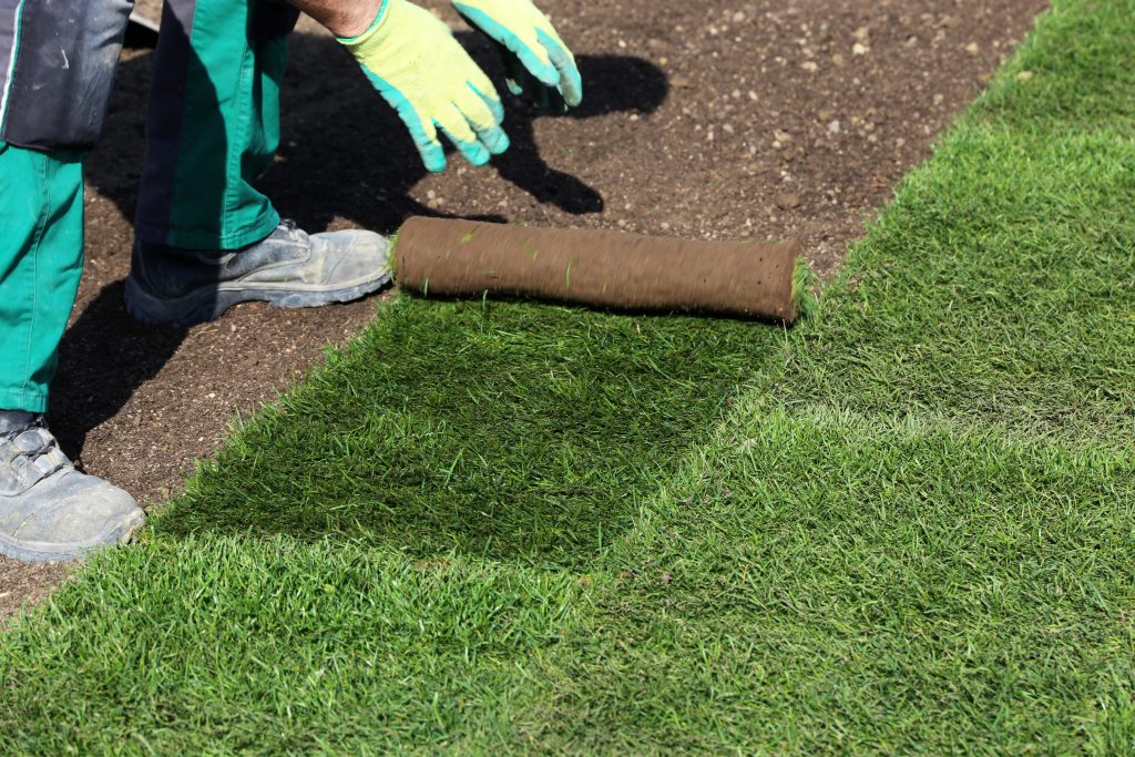 Can You Lay Sod in the Summer? Tips for Success