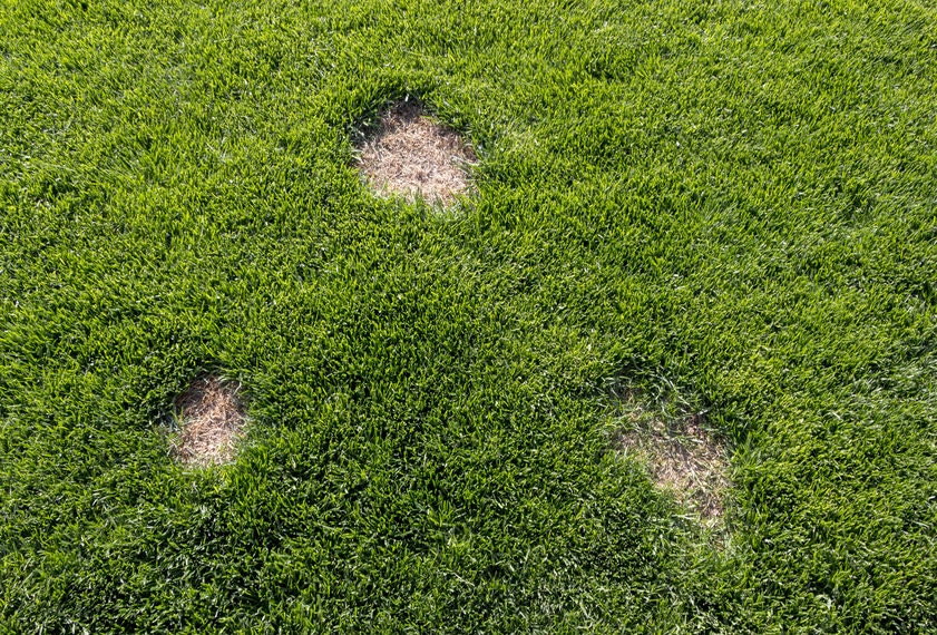 Dollar Spot on Lawn: How to Identify and Get Rid Of