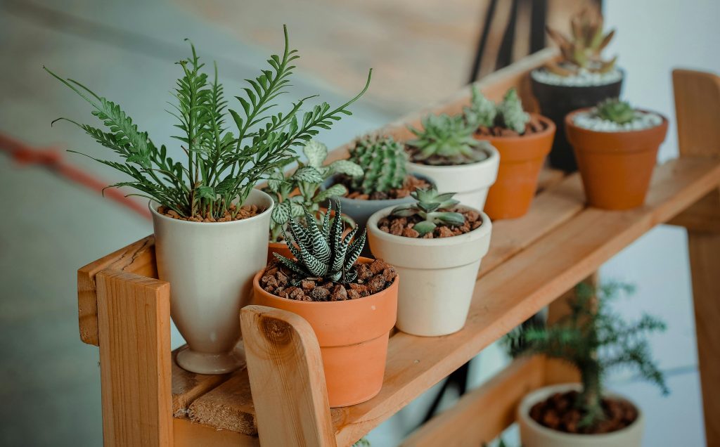 How Much Water Does My Plant Need?
