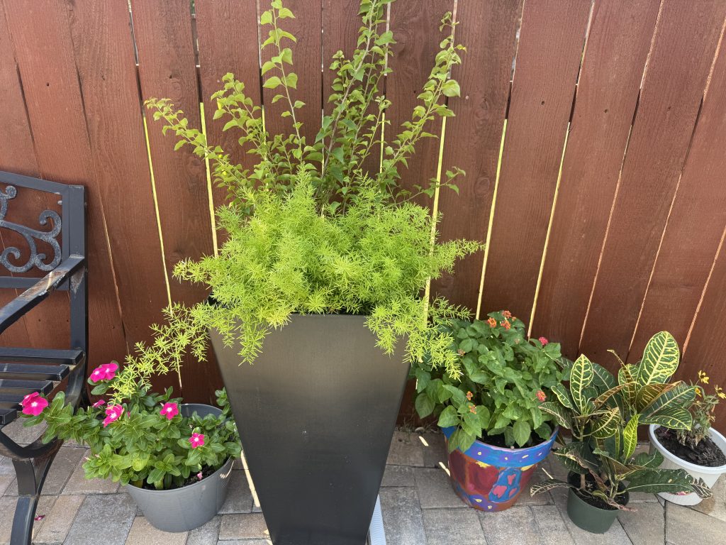 Potted Plants that like Shade in North Texas