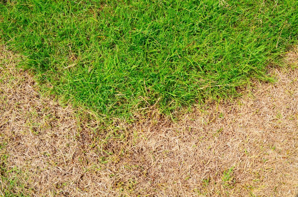 Why is My Grass Dying in Patches?