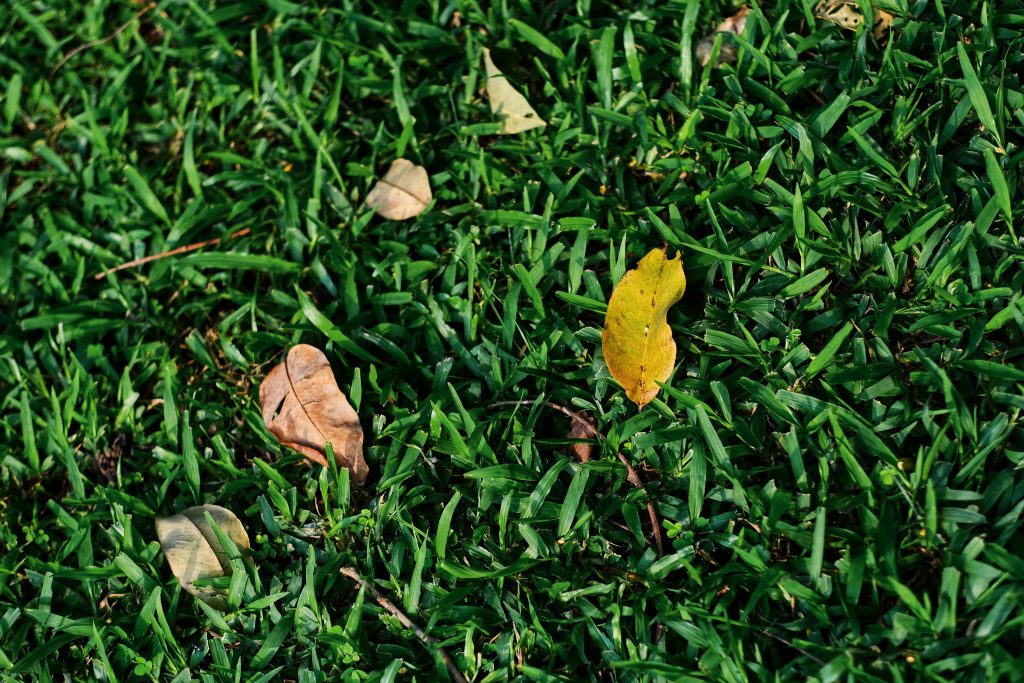 Fall Lawn Care Tips for a Healthy Lawn: A Guide for 2025