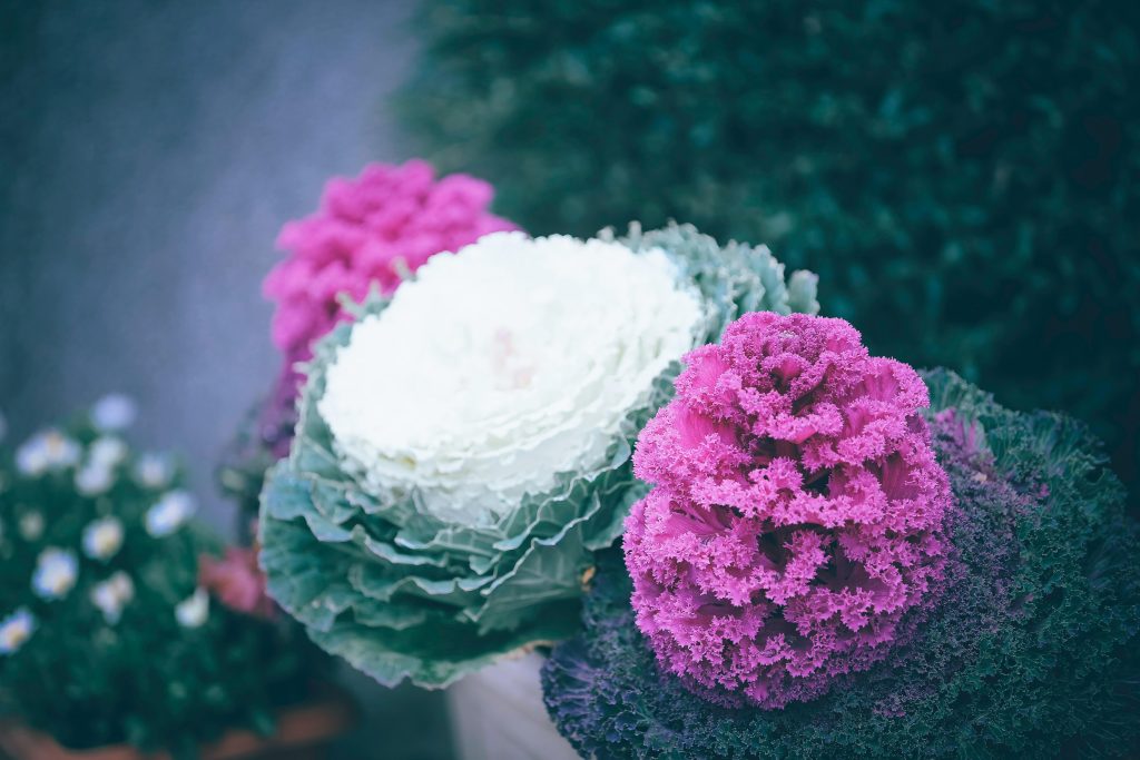 Ornamental Cabbage Plant Care Guide