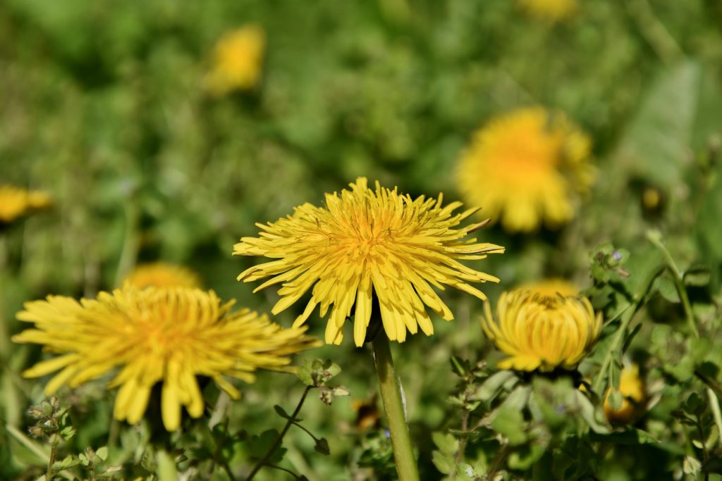 When to Treat Weeds in Lawn in North Texas