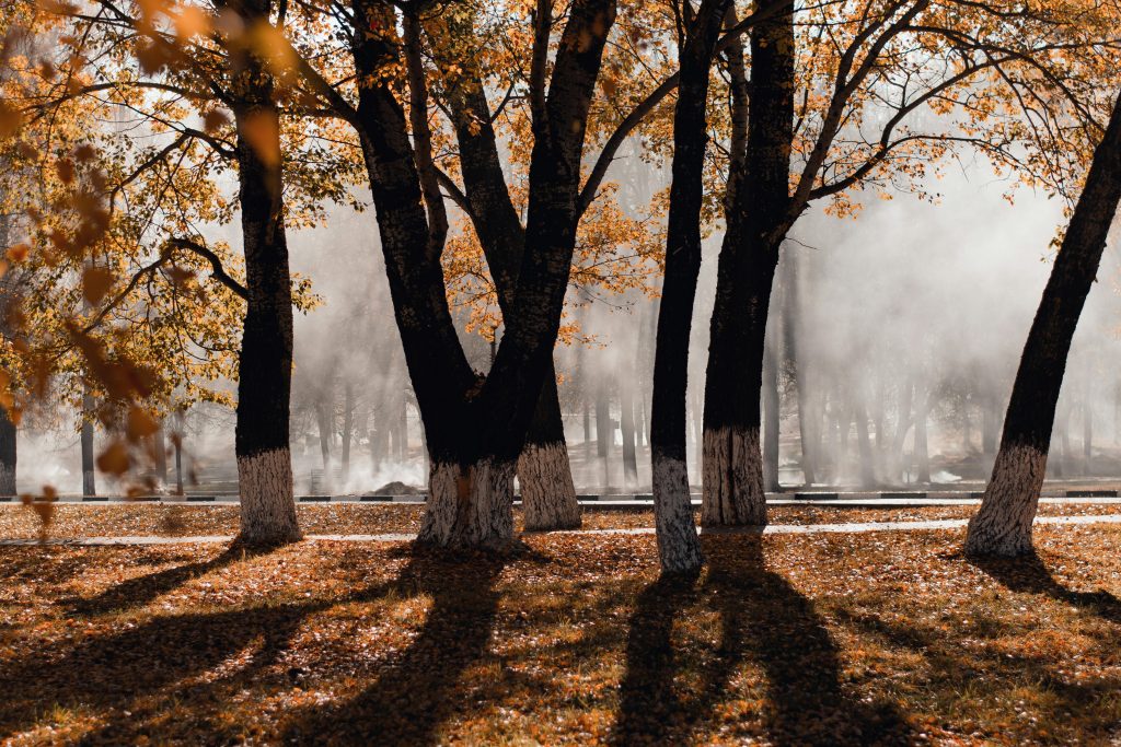 How Long Do Fall Colors Last in North Texas?