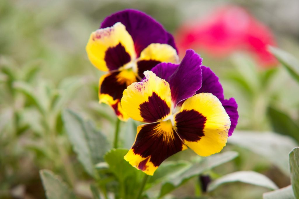 When Should I Cover My Plants in North Texas?