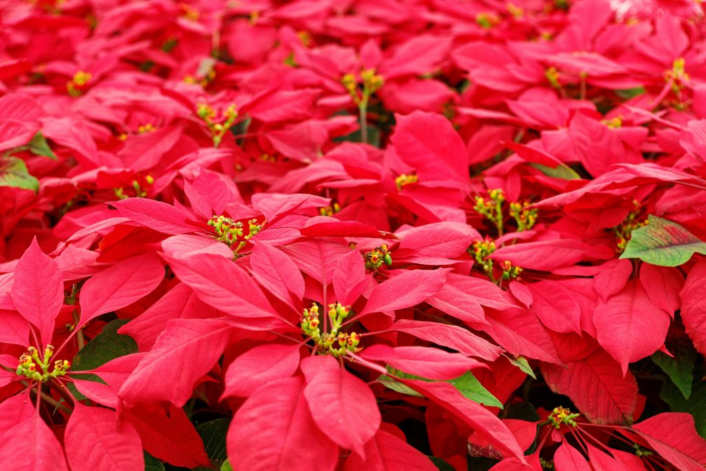 How Long Do Poinsettias Last Outside?