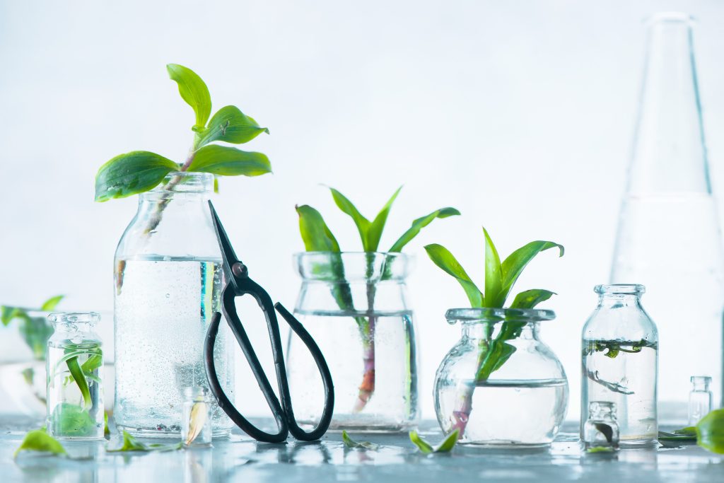 What Does it Mean to Propagate a Plant?