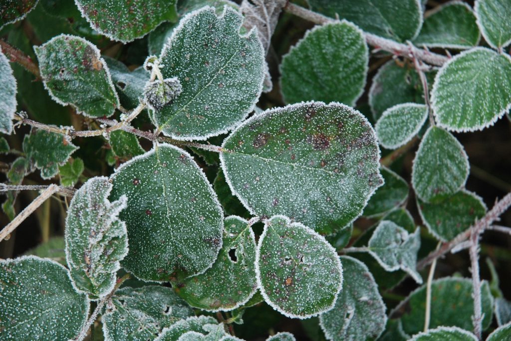 Best Way to Protect Plants During a Freeze